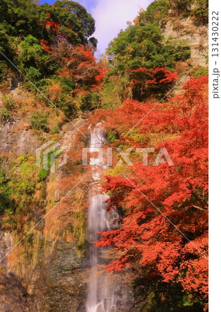 明治の森箕面国定公園(大阪府箕面市)の紅葉<箕面の滝> 明治の森箕面国定公園(大阪府箕面市)の紅葉<箕面の滝> 131430222