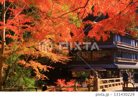 明治の森箕面国定公園(大阪府箕面市)一の橋付近の紅葉 明治の森箕面国定公園(大阪府箕面市)一の橋付近の紅葉 131430229