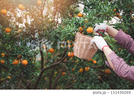 Close up of farmer or gardener hand with glove using pruning shears harvest orange on the tree. Close up of farmer or gardener hand with glove using pruning shears harvest orange on the tree. 131430269