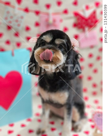 ベロを出しいてる子犬 ベロを出しいてる子犬 131430399