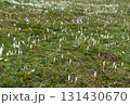 Field of delicate white flowers giant crocus emerging from lush green grass in mountains, creating a serene and tranquil landscape, showcasing the beauty of nature in springtime, Crocus vernus 131430670