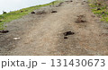 Dirt path with scattered animal droppings, surrounded by green grass and natural landscape, illustrating wildlife presence in outdoor environment or grazing cattle 131430673