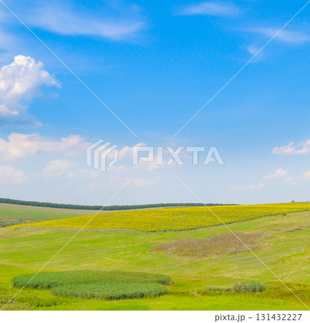 Vast Green Field with a Blooming Sunflower Field under a Blue Sky Vast Green Field with a Blooming Sunflower Field under a Blue Sky 131432227