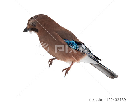 Eurasian jay bird or Garrulus glandarius isolated on white background. Eurasian jay has pinkish brown plumage with bright blue feathers on wings. 131432389