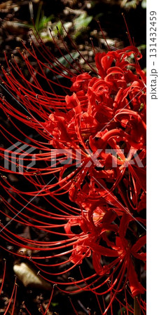 深紅の彼岸花 131432459