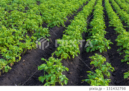 Healthy potato plants thrive in well-maintained rows on a farm, showcasing vibrant green leaves under clear skies 131432798