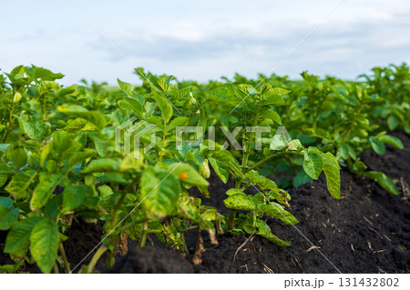 Potato plants thrive in rich soil, with vibrant green leaves reaching for sunlight on a bright day in the countryside 131432802