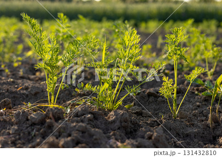 Carrot seedlings thrive in moist soil, soaking up sunlight on a sunny day in a vibrant farm field Carrot seedlings thrive in moist soil, soaking up sunlight on a sunny day in a vibrant farm field 131432810