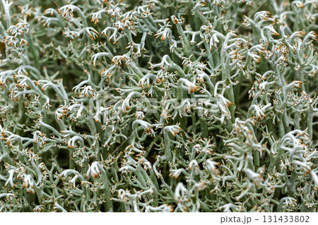Macro close-up of Cladonia rangiferina reindeer lichen with intricate branching forest texture 131433802