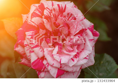 Rose Petals Flower Bloom: Striped rose blooms in garden during daylight for floral beauty and decoration. 131433964