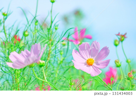 お花畑で秋風に揺れるコスモスの花と秋の空 お花畑で秋風に揺れるコスモスの花と秋の空 131434003