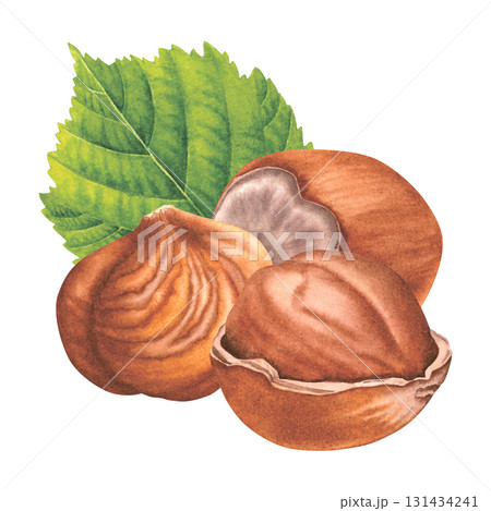 Whole hazelnuts with green leaf. Hand drawn watercolor illustration of filbert nuts on isolated background. Drawing of hazelnut kernels for branding, packaging design, cases, blogs. Vegan concept. Whole hazelnuts with green leaf. Hand drawn watercolor illustration of filbert nuts on isolated background. Drawing of hazelnut kernels for branding, packaging design, cases, blogs. Vegan concept. 131434241