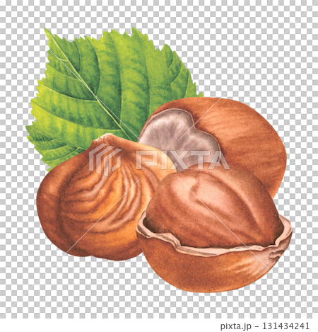 Whole hazelnuts with green leaf. Hand drawn watercolor illustration of filbert nuts on isolated background. Drawing of hazelnut kernels for branding, packaging design, cases, blogs. Vegan concept. Whole hazelnuts with green leaf. Hand drawn watercolor illustration of filbert nuts on isolated background. Drawing of hazelnut kernels for branding, packaging design, cases, blogs. Vegan concept. 131434241