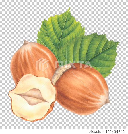 Whole and halved hazelnuts with green leaves. Hand drawn watercolor illustration of filbert nuts on isolated background. Drawing of forest nut kernels for packaging design. Healthy organic food. Whole and halved hazelnuts with green leaves. Hand drawn watercolor illustration of filbert nuts on isolated background. Drawing of forest nut kernels for packaging design. Healthy organic food. 131434242