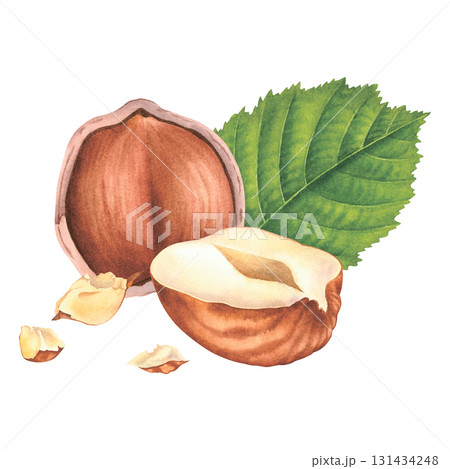 Peeled whole and crushed hazelnuts with green leaves. Hand drawn watercolor illustration of forest nuts on isolated background. Filbert nuts for label, logo, packaging design. Healthy organic food. Peeled whole and crushed hazelnuts with green leaves. Hand drawn watercolor illustration of forest nuts on isolated background. Filbert nuts for label, logo, packaging design. Healthy organic food. 131434248