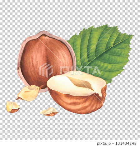 Peeled whole and crushed hazelnuts with green leaves. Hand drawn watercolor illustration of forest nuts on isolated background. Filbert nuts for label, logo, packaging design. Healthy organic food. Peeled whole and crushed hazelnuts with green leaves. Hand drawn watercolor illustration of forest nuts on isolated background. Filbert nuts for label, logo, packaging design. Healthy organic food. 131434248