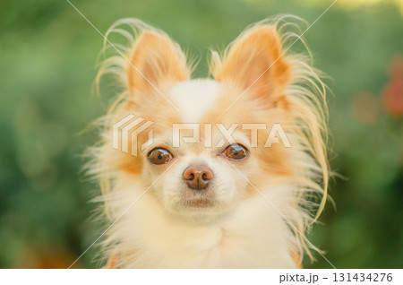Chihuahua dog. Chihuahua breed dog, white with red spots. Pet outdoors. 131434276