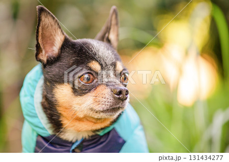 A black and red Chihuahua dog in a blue jacket outdoors. 131434277