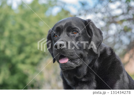 Labrador Retriever dog on the background of trees and a house. Dog on a walk. 131434278
