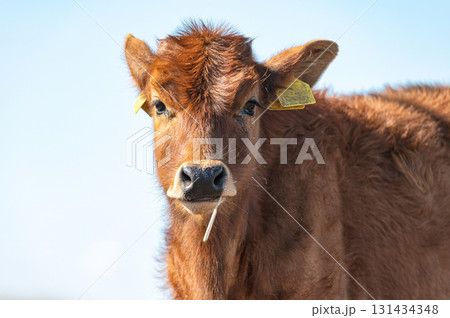 Authentic Cypriot cattle breed posing at Akrotiri marsh in Cyprus 131434348