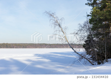 A tranquil winter scene shows a snow-covered lake, a leaning birch 131434410