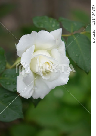 白い薔薇 131434887