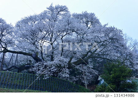 三隅太平桜 131434986