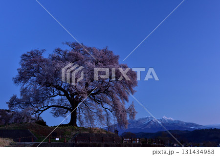 わに塚の一本桜 131434988
