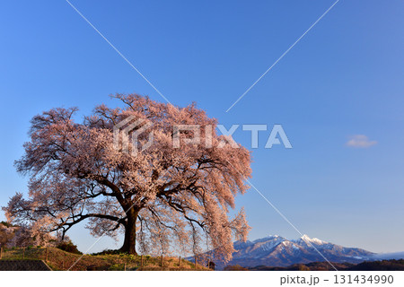 わに塚の一本桜 131434990