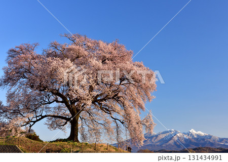 わに塚の一本桜 131434991