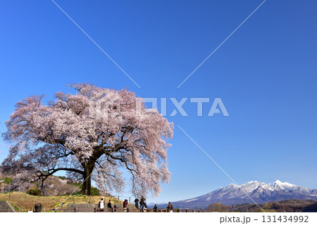 わに塚の一本桜 131434992