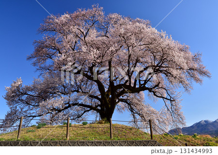 わに塚の一本桜 131434993