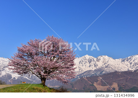 野平の一本桜 131434996