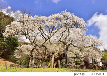 三隅太平桜 三隅太平桜 131435001