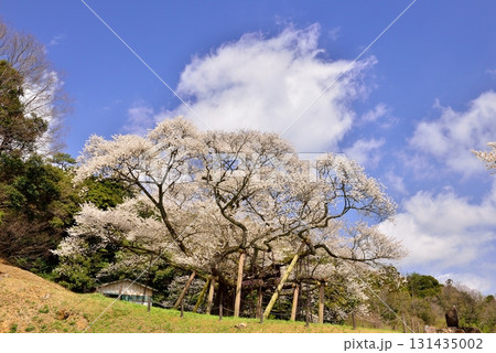 三隅太平桜 三隅太平桜 131435002