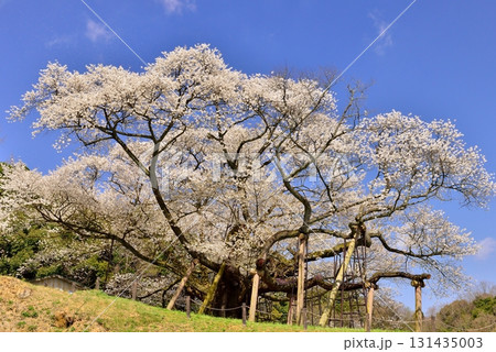 三隅太平桜 131435003