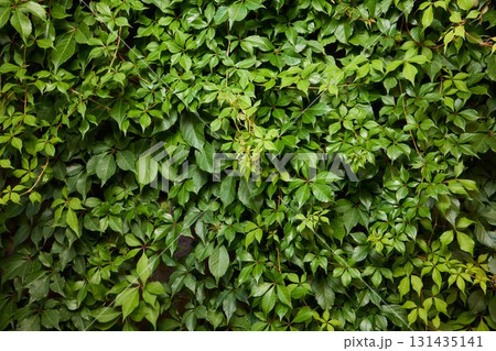 Lush Green Ivy Wall adorned with Vibrant and Lush Foliage all around it in Natures beauty Lush Green Ivy Wall adorned with Vibrant and Lush Foliage all around it in Natures beauty 131435141