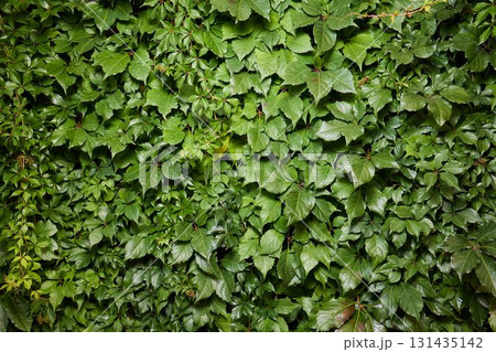 Lush Green Ivy Wall adorned with Vibrant and Lush Foliage all around it in Natures beauty 131435142