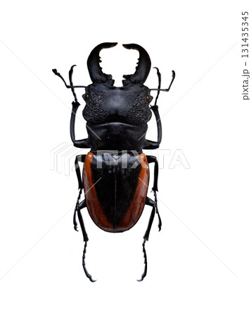 This giant tropical stag beetle, known as Odontolabis stevensi, is captured isolated against a white background. The striking features and coloration highlight its impressive size and uniqueness. 131435345
