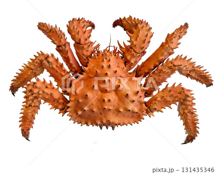 This spiny king crab showcases its unique orange color and spiky shell. The crab is isolated with no surrounding elements, highlighting its distinctive shape and details. 131435346