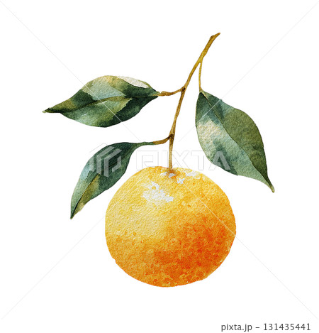 枝付きみかんのイラスト　自然な水彩タッチの果物カット素材（切り抜きPNG） 131435441