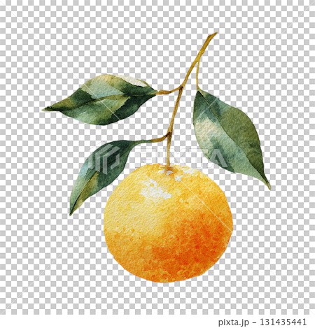 枝付きみかんのイラスト　自然な水彩タッチの果物カット素材（切り抜きPNG） 131435441