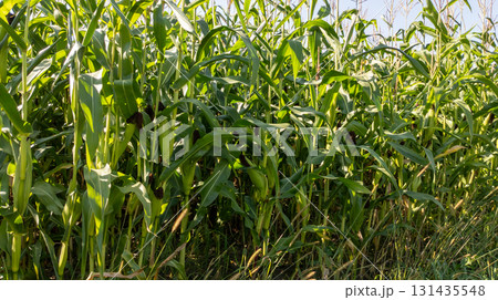 Tall fodder corn plants in a field, green leaves and stems against a blue sky. Plant-based feed for farm animals. Tall fodder corn plants in a field, green leaves and stems against a blue sky. Plant-based feed for farm animals. 131435548