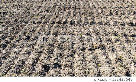 Traces of agricultural machinery on an agricultural field after harvesting turnips. Traces of agricultural machinery on an agricultural field after harvesting turnips. 131435549