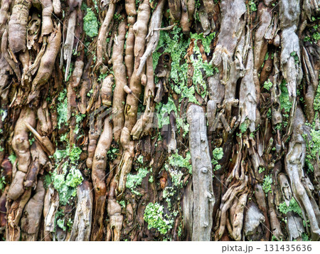 Wood surface background. Palm bark. Roots on the trunk. Uneven natural surface. Natural texture, Wood surface background. Palm bark. Roots on the trunk. Uneven natural surface. Natural texture, 131435636