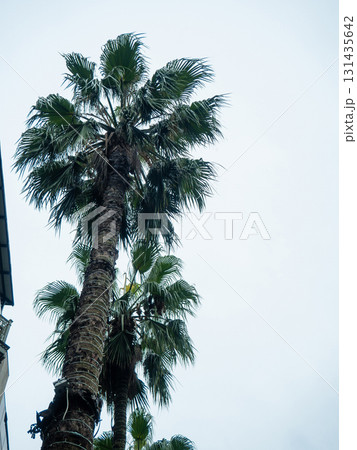 Tall palm trees against a cloudy sky. Autumn at the southern resort.  tropical trees in bad weather 131435642