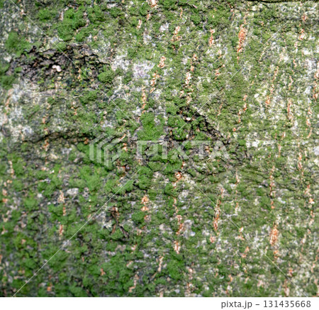 Tree bark close-up. Tree bark structure. Wood background. Natural texture. Uneven surface. 131435668