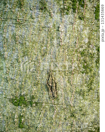 Tree bark close-up. Tree bark structure. Wood background. Natural texture. Uneven surface. 131435669