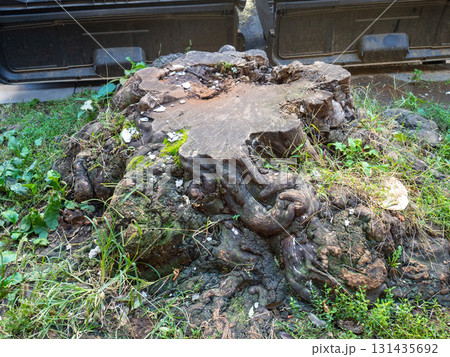 Old stump of a cut down large tree. Stump in the city. Remains of a giant. Old stump of a cut down large tree. Stump in the city. Remains of a giant. 131435692