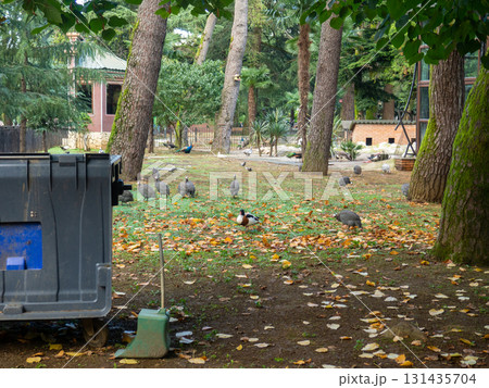 City park with animals. Fencing for animals. Peacock babies. Many birds walk on the ground. Nursery. 131435704